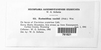 Exobasidium vaccinii image
